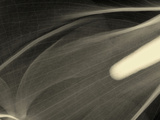 X-Ray of a Calla Lily Flower Photographic Print by George Taylor