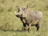 Warthog (Phacochoerus Africanus), Kenya Photographie par Arthur Morris