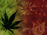 Medicinal Marijuana Photographic Print by Carol & Mike Werner