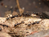 Ants (Neivamyrmex Pilosus) Is Among the More Commonly Encountered of the Neotropical Army Ants Photographic Print by Alex Wild