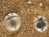 Trenchdiggers (Lepidochora) Namib Desert These Tenebrionid Beetles Build Trenches in the Sand Photographic Print by Solvin Zankl
