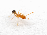 Pharoah's Ant (Monomorium Pharaonis) Photographic Print by Alex Wild