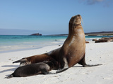 Galapagos Sea Lion (Zalophus Wollebacki) Adult and Pup, Galapagos Islands Photographie par Richard Roscoe