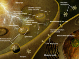 Illustration of the Effect of Botulism on the Nervous System the Primary Role of Snare Photographic Print by Carol & Mike Werner