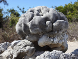 Uplifted Brain Coral, Urbina Bay, Isabella, Galapagos Islands Photographic Print by Richard Roscoe
