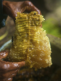 Because of the Nest Structure Comprising a Single Comb Photographic Print by Eric Tourneret