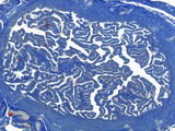 Uterine Tube Section, Mallory's Trichome Stain, LM X500 Photographic Print by Alvin Telser