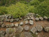 Group of Ancient Sedentary Beehives Called Bruscs are in Hollowed Chestnut Tree Trunks and Cover Photographic Print by Eric Tourneret