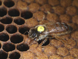 A Marked Queen Honey Bee on a Capped Brood Comb in the Hive Photographic Print by Eric Tourneret