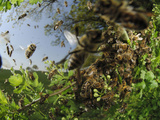 Honey Bee Swarm (Apis Mellifera) When the Size of the Colony Reaches Certain Stage Photographic Print by Solvin Zankl