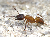 Carpenter Ant (Camponotus Semitestaceus), Mojave National Preserve, California, USA Photographic Print by Alex Wild