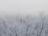 Freezing Valley Fog Reduces Visibility and Covers the Landscape in a Layer of Thin Ice Photographic Print by Jon Van de Grift