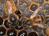 Recognizable by Her Size, the Queen Honey Bee Is Longer Than the Worker Bee Photographic Print by Eric Tourneret