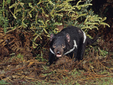 Tasmanian Devil (Sarchophilus Harrisii), Tasmania, Australia Photographic Print by Dave Watts