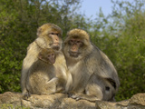 Barbary Macaque (Macaca Sylvanus) Family Group, Captive Photographic Print by Dave Watts