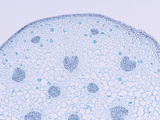 Cross-Section of a Trillium Stem Showing Vascular Bundles, a Monocot, LM X7 Photographic Print by  Biodisc