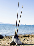Rare Double Tusked Male Narwhal Whale (Monodon Monoceros) Photographic Print by Louise Murray