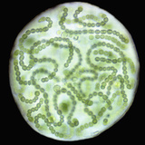 Nostoc - This Genus of Blue Green Algconsists of Unbranched Filaments Photographic Print by Peter Siver