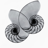 X-Ray of Nautilus Shells Photographie par George Taylor