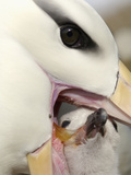 Black-Browed Albatross Feeding its Chick in the Nest (Diomedea Melanophris), Falkland Islands Photographic Print by Solvin Zankl
