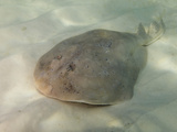 Lesser Electric Ray (Narcine Bancroftii), Panama City, Florida, USA, Gulf of Mexico Photographic Print by Andy Murch