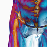 Human Male Hip Showing Bones and Muscles Photographic Print by Carol & Mike Werner