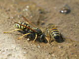 A Water Hole with Two Insect Enemies Drinking, a Hornet and a Bee Photographic Print by Eric Tourneret