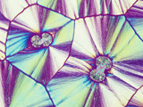 Vitamin C or Ascorbic Acid Crystals, Polarized, LM X16 Photographic Print by Gladden Willis