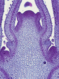 Longitudinal Section of the Stem Tip or Meristem of a Sage (Salvia), LM X30 Photographic Print by  Biodisc