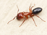 Carpenter Ant (Camponotus Sayi), Austin, Texas, USA Photographic Print by Alex Wild