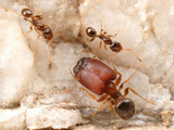 Ants (Pheidole Tepicana), Arizona, USA Photographic Print by Alex Wild