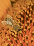 Honey Bee Covered in Pollen as it Harvests the Nectar from a Sunflower Photographic Print by Eric Tourneret
