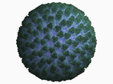 Bluetongue Virus Nonenveloped Capsid, Genome Consists of 10 Segmented Linear Double-Stranded RNA Photographic Print by Jean-Yves Sgro