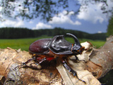 Rhinoceros Beetle (Oryctes Nasicornis), Germany Photographic Print by Solvin Zankl