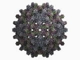 Human Hepatitis B Protein Capsid Photographic Print by Jean-Yves Sgro