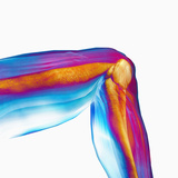 Human Knee Hinge Joint Showing Bones and Muscles Photographic Print by Carol & Mike Werner