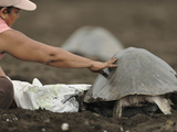 Sustainable Use of the Olive Ridley Sea Turtles (Lepidochelys Olivacea) Photographic Print by Solvin Zankl