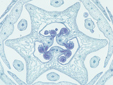 Cross-Section of the Flower Bud of a Wake Robin (Trillium), a Monocot, LM X4 Photographic Print by  Biodisc