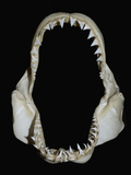 Jaws of a Great White Shark (Carcharodon Carcharias) Photographic Print by Andy Murch
