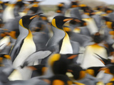 The King Penguin (Aptenodytes Patagonicus) Is Highly Gregarious in the Breeding Colonies Photographic Print by Solvin Zankl