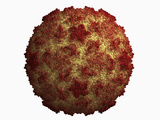 Rhinovirus 16 Protein Capsid Photographic Print by Jean-Yves Sgro