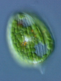 Phacus, Flattened, Motile Euglenoid Organism with a Rigid Wall or Pellicle Photographic Print by Peter Siver