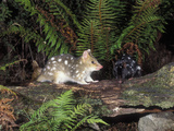 Eastern Quolls (Dasyurus Viverrinus) Light and Dark Color Phases, Tasmania, Australia Photographic Print by Dave Watts