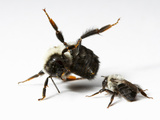 Bombus Impatiens, Bumblebee Nest, Laboratory Colony At The University of Arizona Photographic Print by Alex Wild