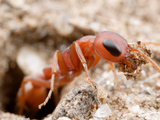 Ant (Pseudomyrmex Denticollis), Unusual for its Genus, Nests in the Ground Photographic Print by Alex Wild