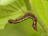 Notonodid Caterpillar Eating, Ecuador Photographic Print by Leroy Simon