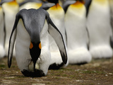 King Penguin (Aptenodytes Patagonicus) Parent Bird Balancing an Egg on its Feet Photographic Print by Solvin Zankl
