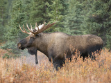 Bull Moose (Alces Alces), Denali National Park, Alaska, USA Photographic Print by Tom Walker