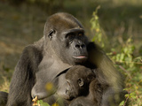 Western Lowland Gorilla (Gorilla Gorilla Gorilla) Mother Breastfeeding Young, Captive Photographic Print by Dave Watts