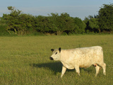 The Robust Galloway Is a Small to Medium Sized Hornless Breed of Cattle Photographic Print by Solvin Zankl